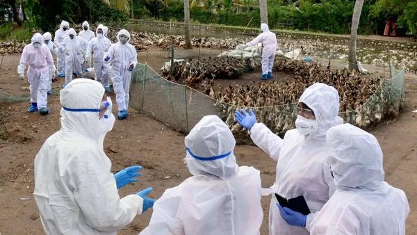 Odisha reports bird flu outbreak, over 5,000 chickens culled